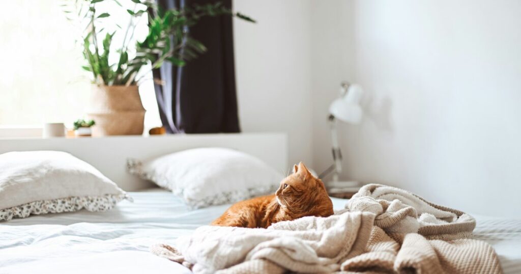 布団にもぐりこんで眠っている猫